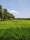 A vibrant Sudanese farm field with ripe sesame and mango trees under a clear blue sky.