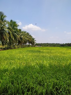 A lush, green field of crops bordered by a row of tall palm trees under a clear blue sky with a few white clouds. A bird is flying in the distance, and a small structure can be seen beyond the field.