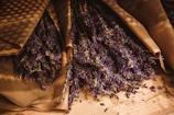 Artistic flat lay of Violetaura's purple packaging alongside fresh lavender sprigs