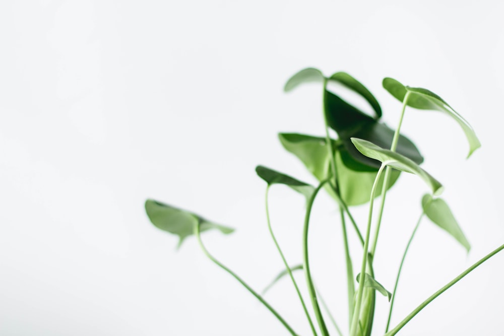 green leaves with white background