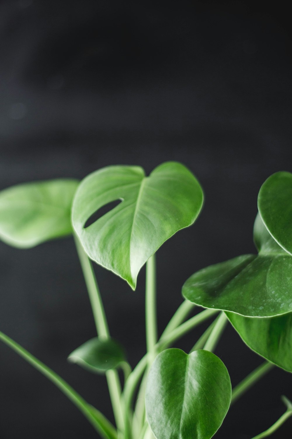 green leaves in tilt shift lens