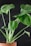 A potted green plant with large, round leaves features prominently against a dark background. The plant's stems are long and slender, supporting the lush foliage. The terracotta pot adds a natural touch to the overall composition.