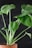 A potted green plant with large, round leaves features prominently against a dark background. The plant's stems are long and slender, supporting the lush foliage. The terracotta pot adds a natural touch to the overall composition.