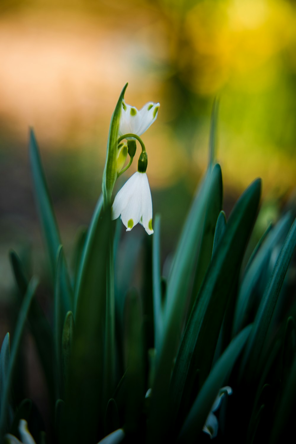 white flower with green leaves