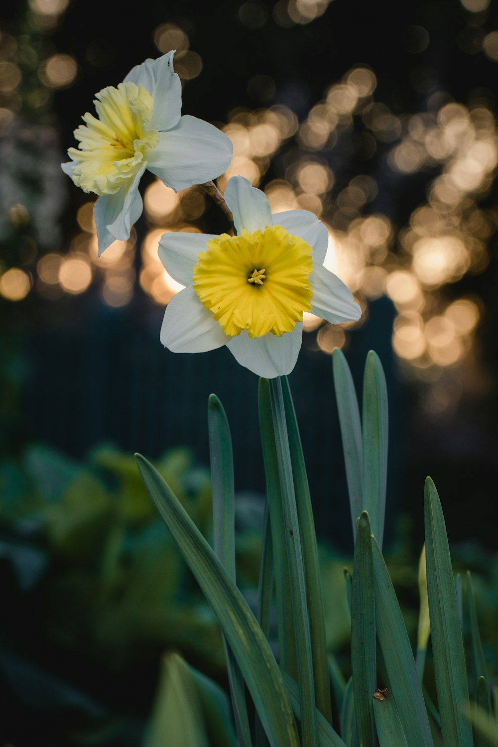 Fleur blanche et jaune dans une lentille à bascule