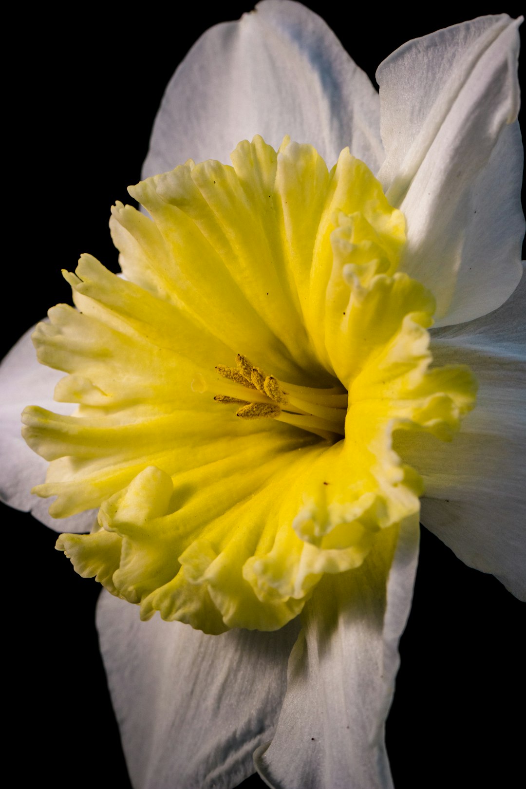 yellow and white flower in close up photography