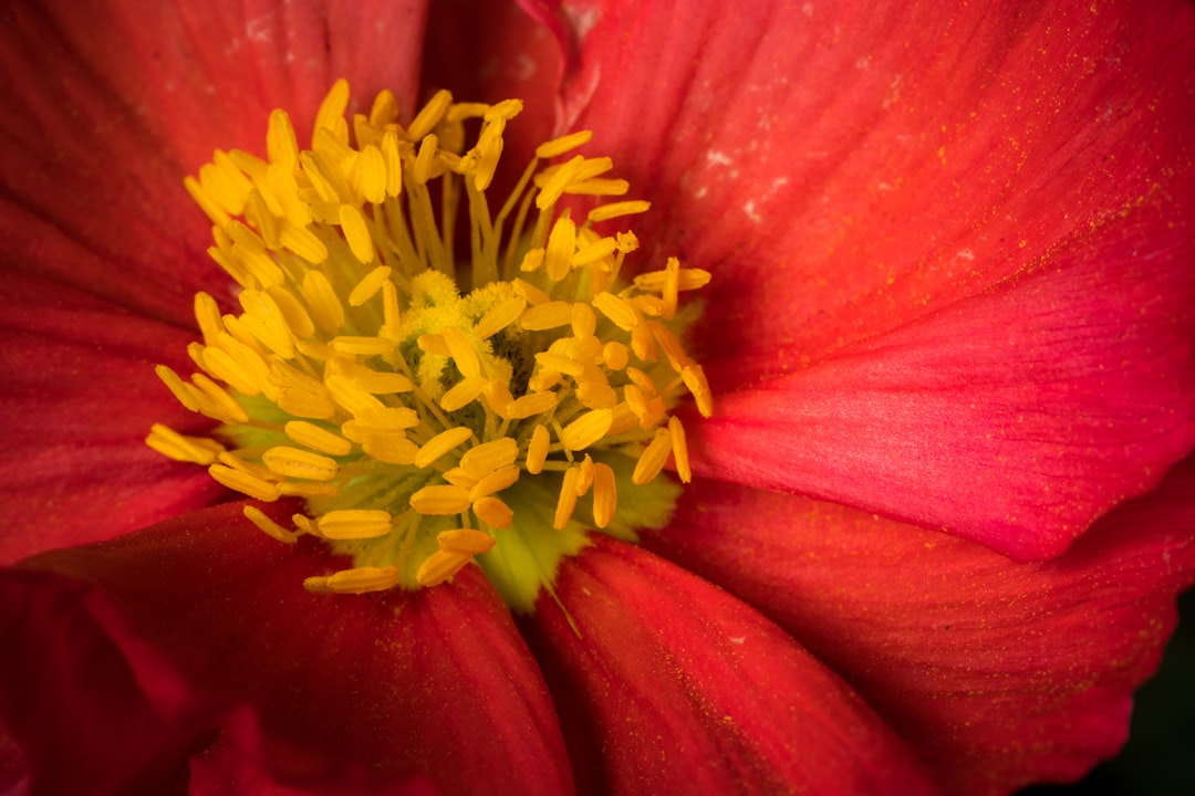 yellow and red flower in macro photography