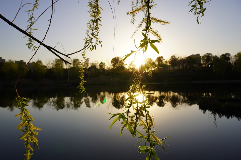 green trees beside lake during daytime