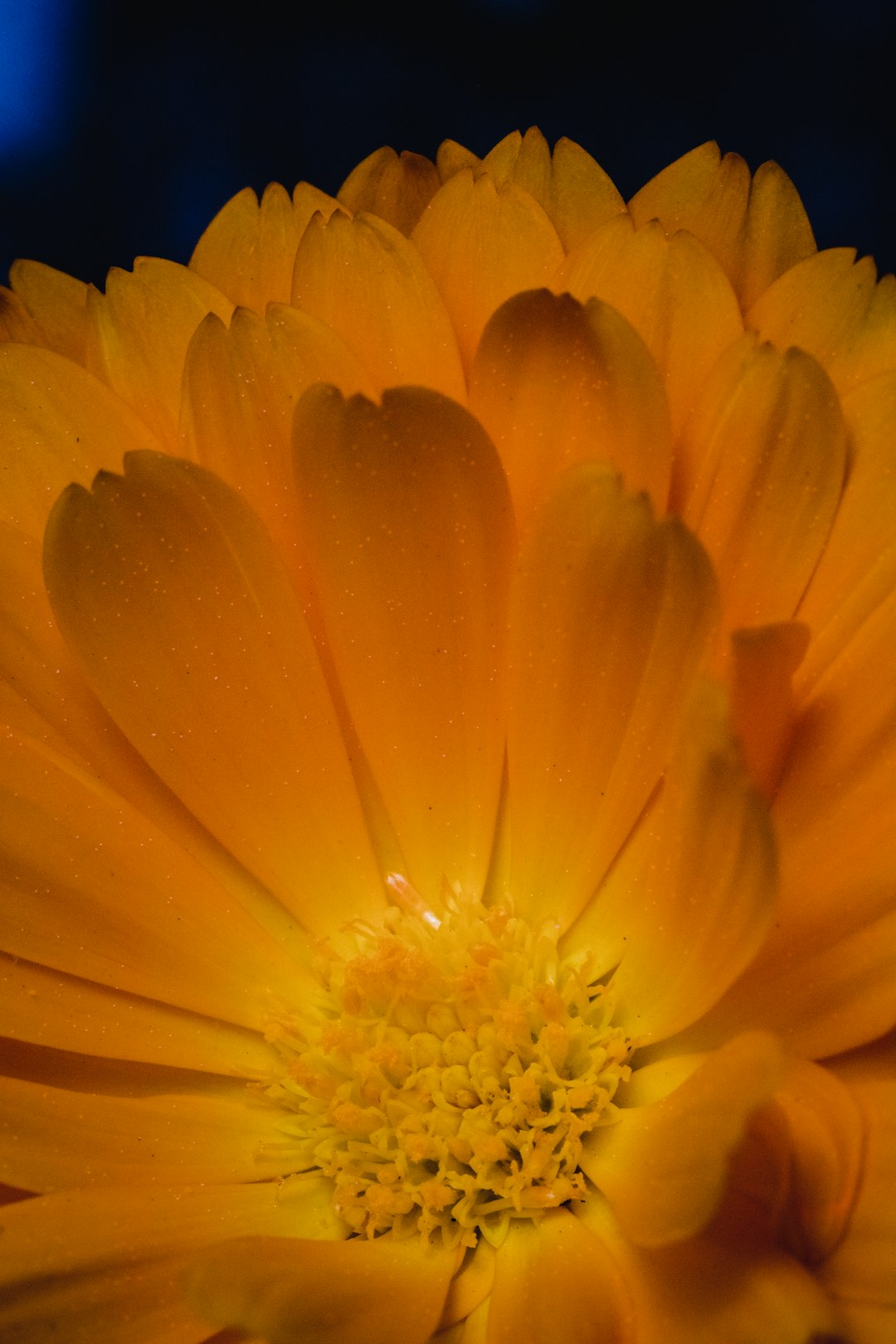 yellow flower in macro lens