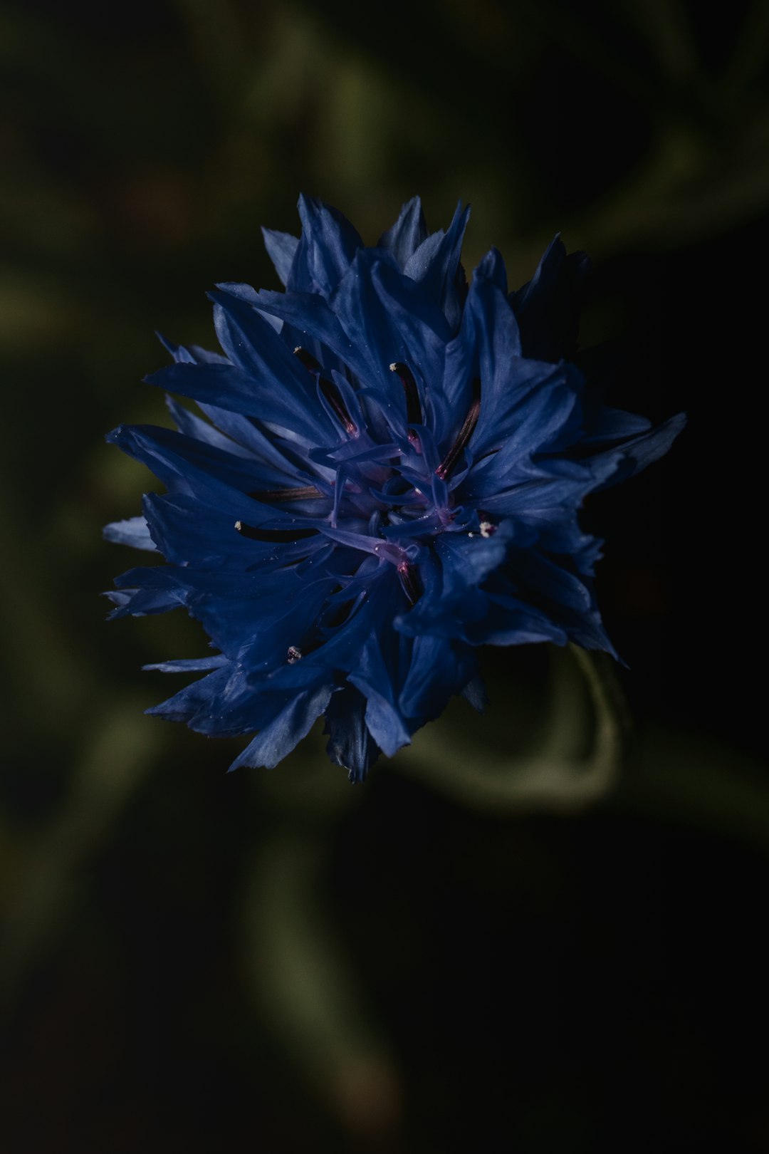 blue flower in macro lens