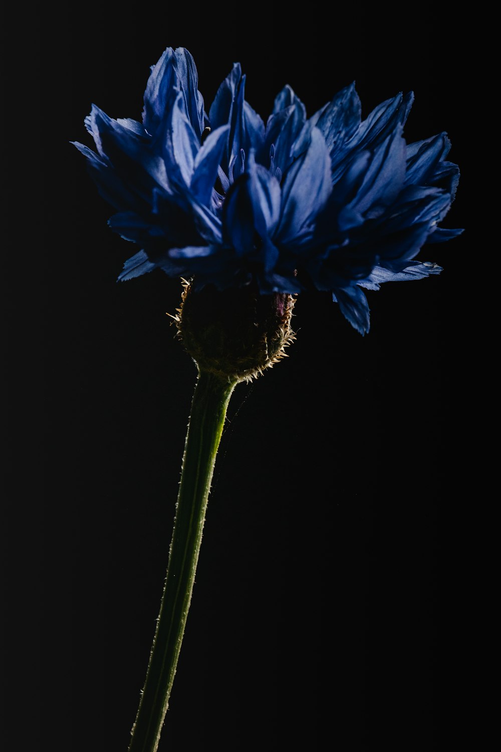 blue flower with green stem