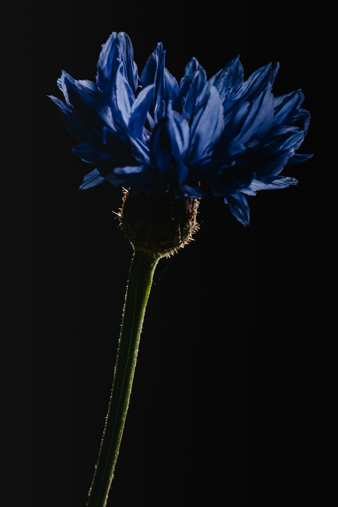 blue flower with green stem