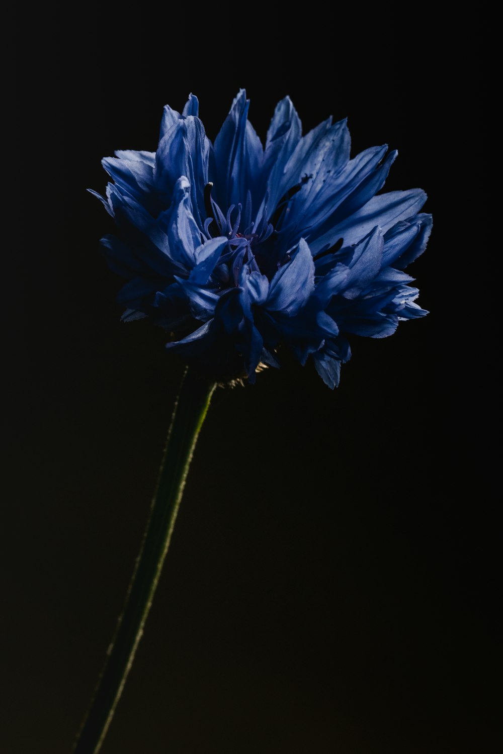 blue flower in macro lens