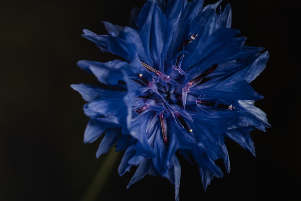 blue flower in black background photo – Free Plant Image on Unsplash
