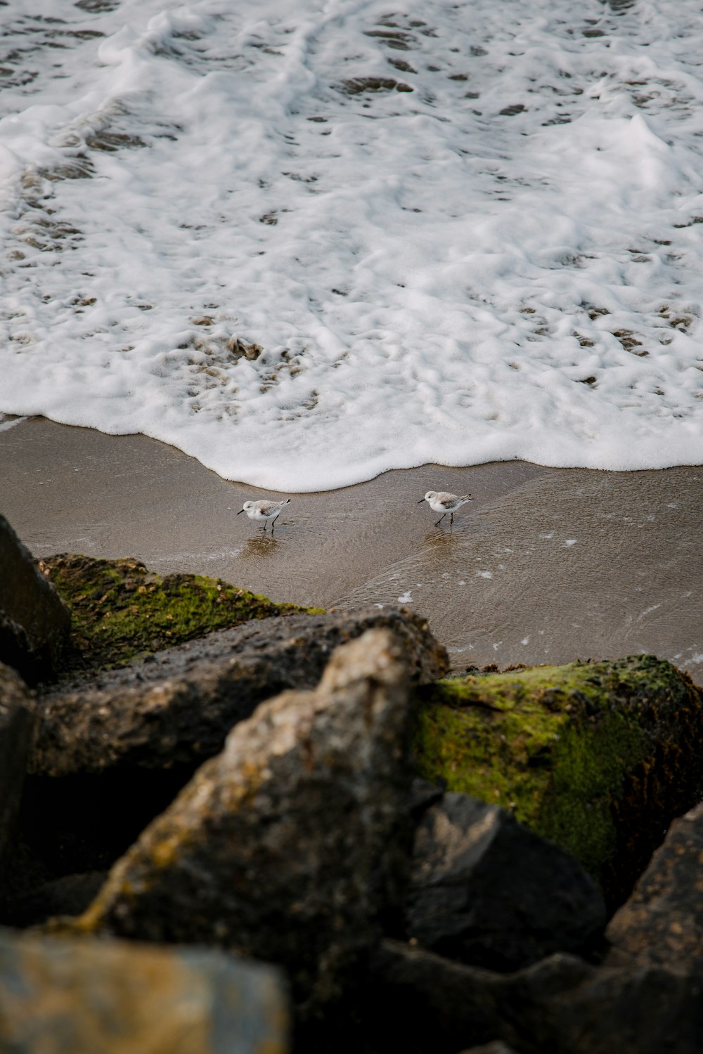 white bird on brown sand near body of water during daytime