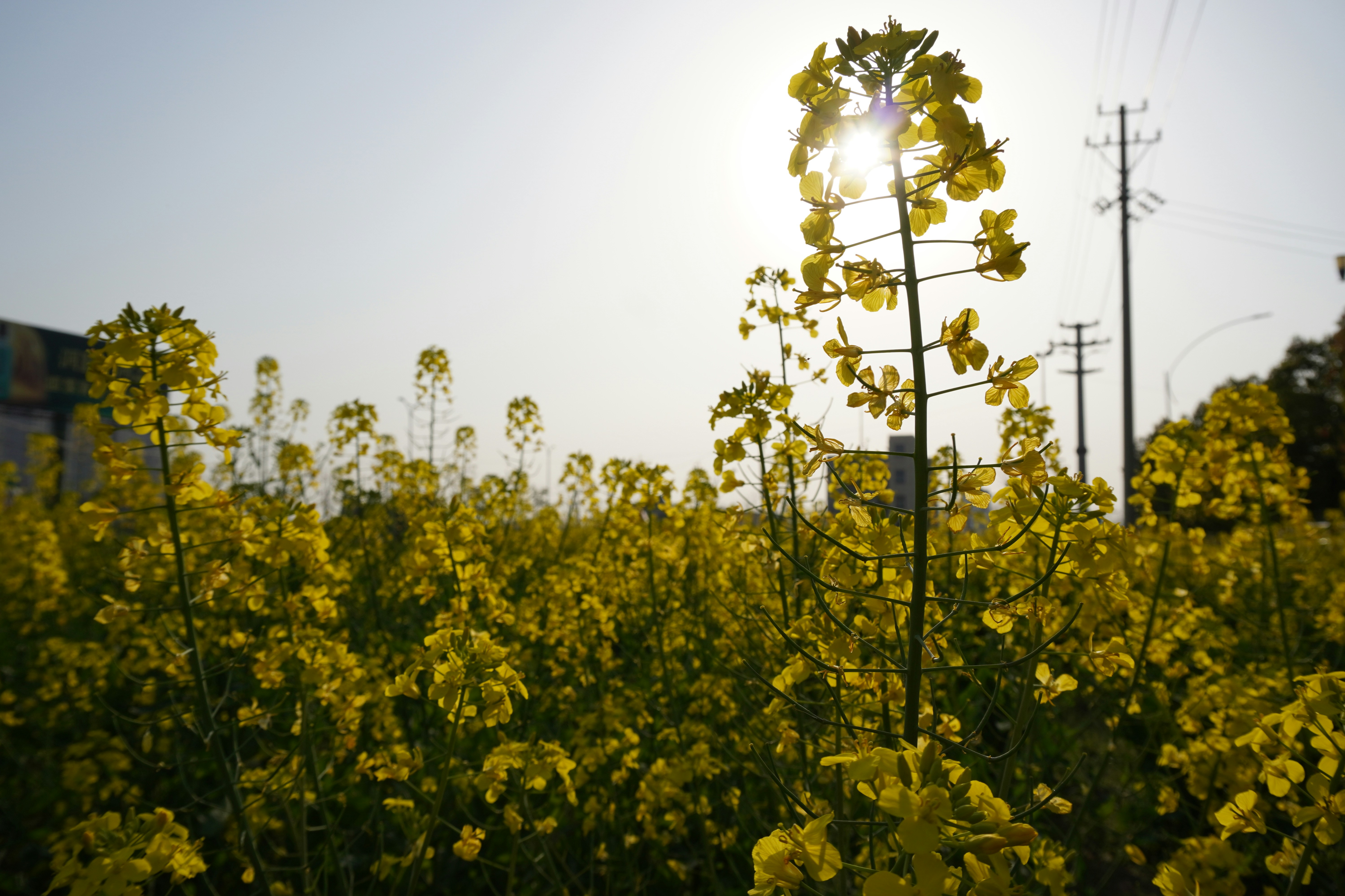 yellow flower field during daytime, 