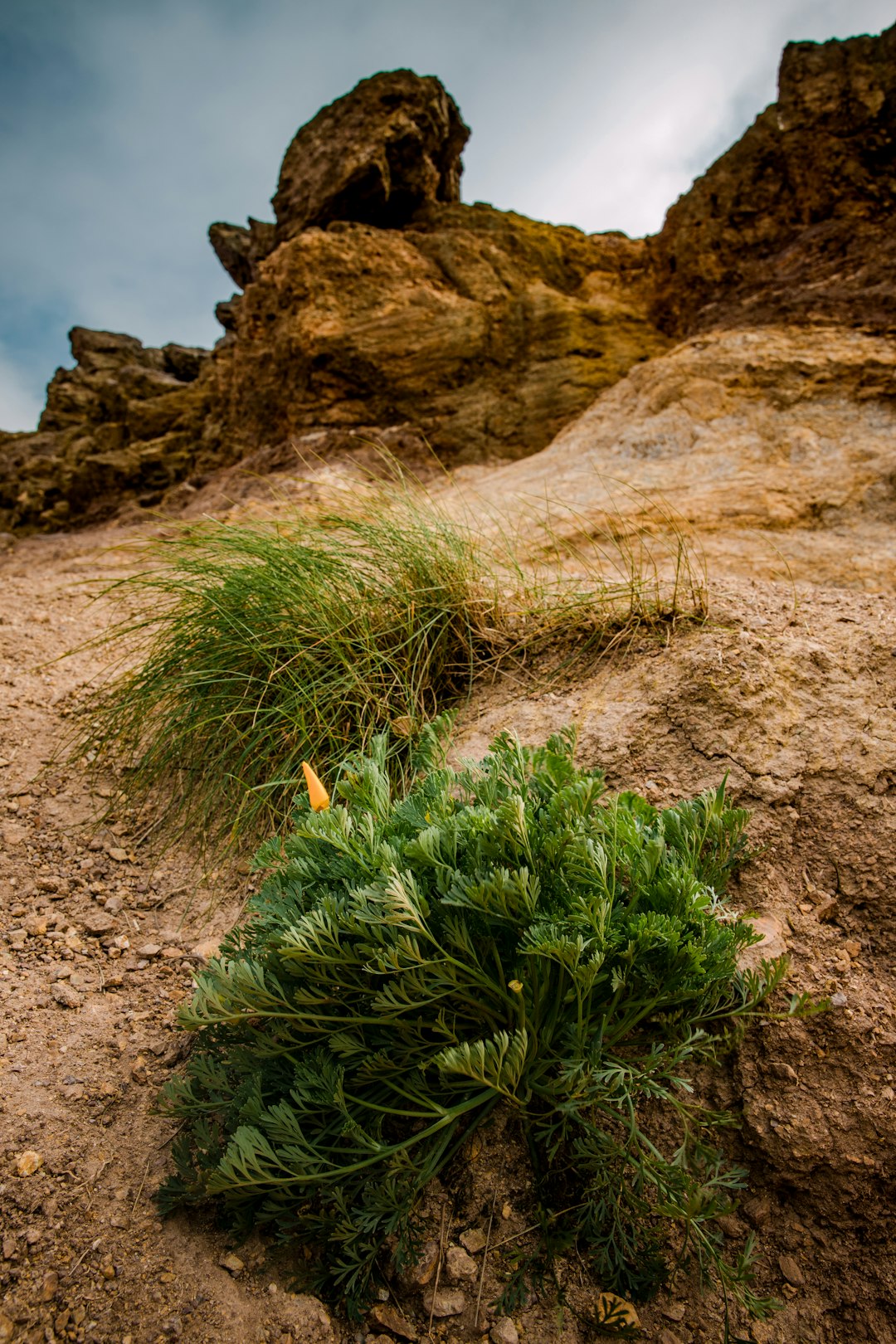 green grass on brown rock