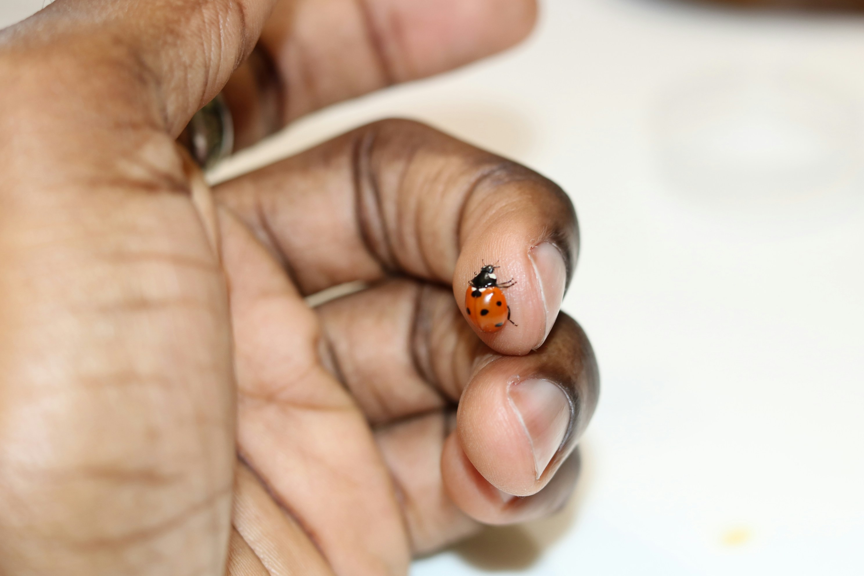 Afrykańskie kleszcze w Polsce niosą egzotyczne, niebezpieczne bakterie