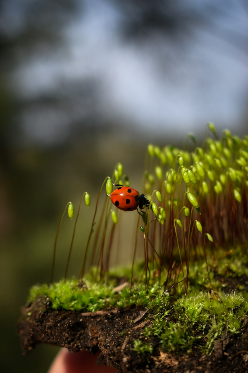 red ladybug perched on green plant in close up photography during daytime