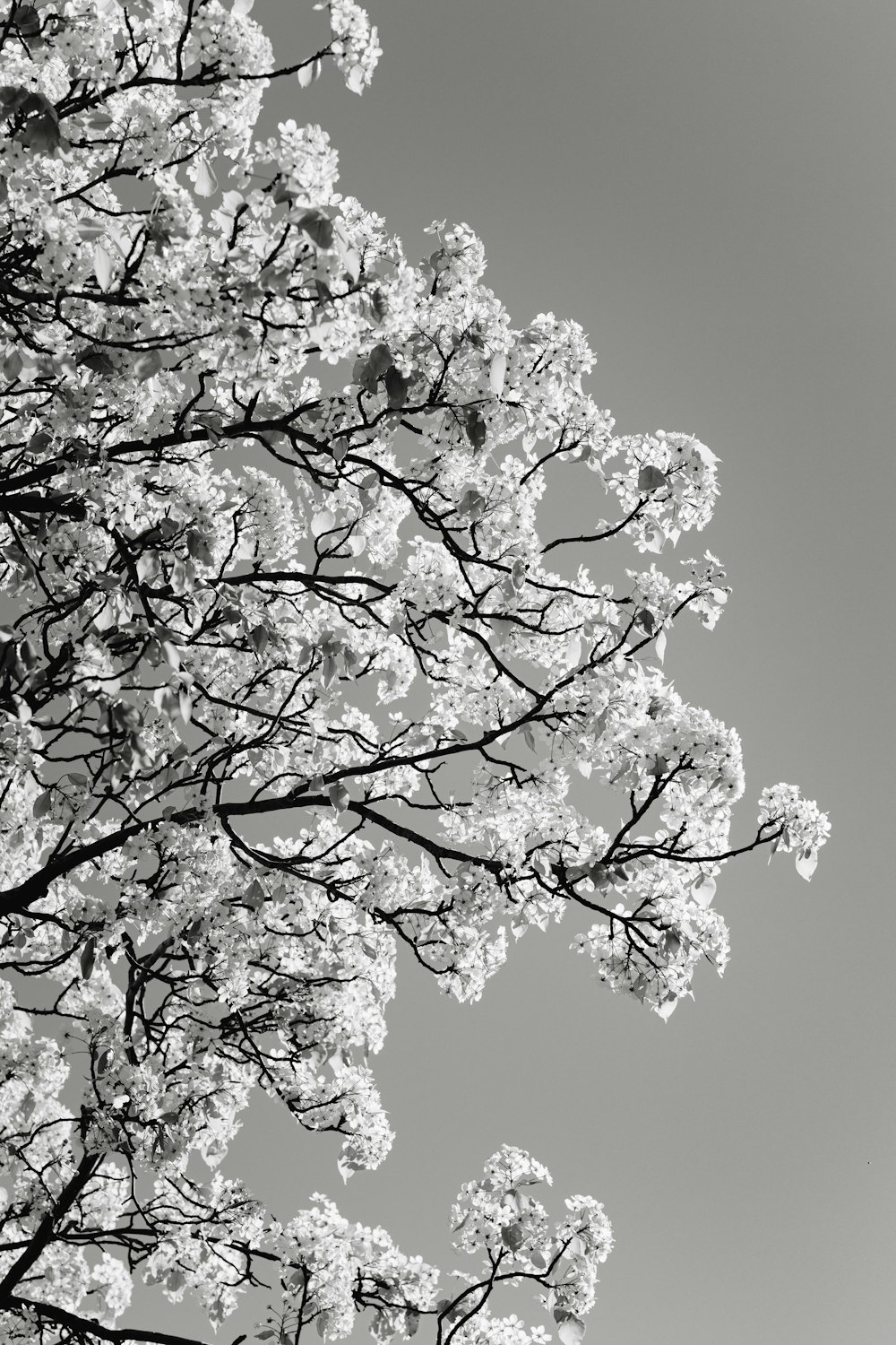 weißer Kirschblütenbaum unter blauem Himmel tagsüber