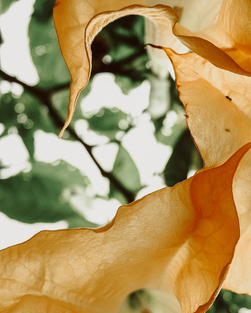 brown leaf in close up photography