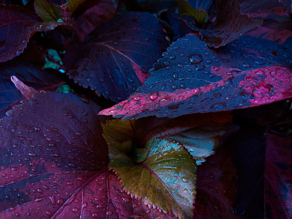 red and green leaf with water droplets