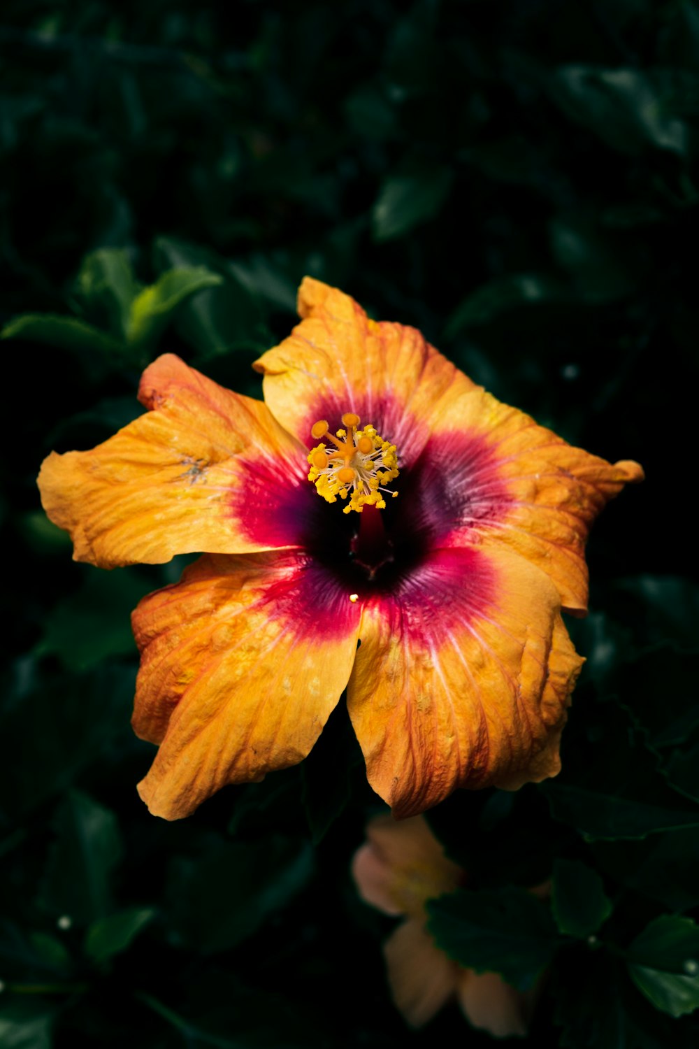 yellow and pink hibiscus in bloom during daytime
