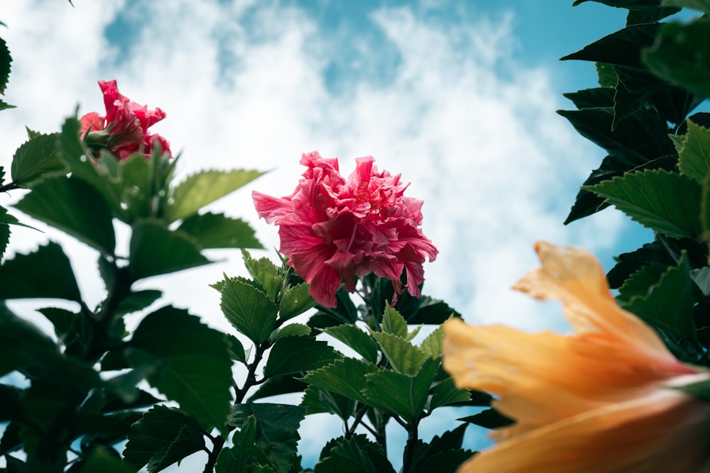 pink flower with green leaves under blue sky