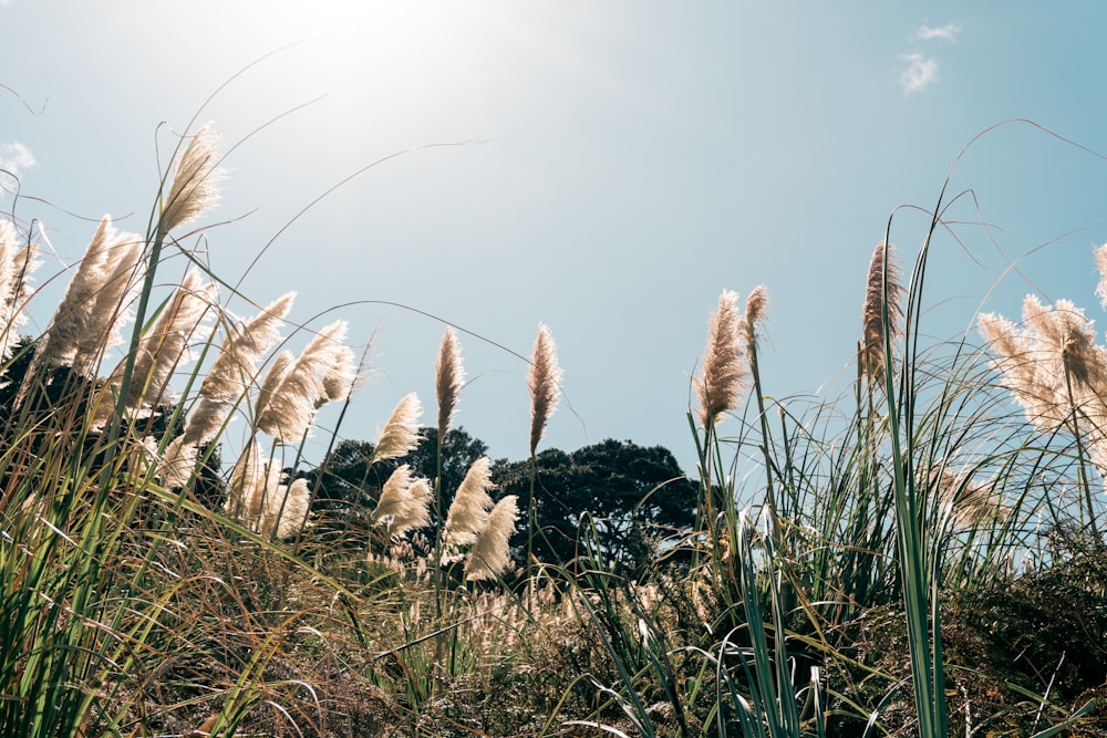 brown grass field during daytime