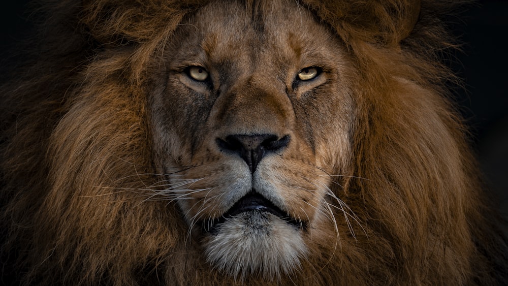 León marrón con collar de eslabones de cadena de plata