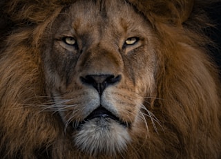 brown lion with silver chain link necklace