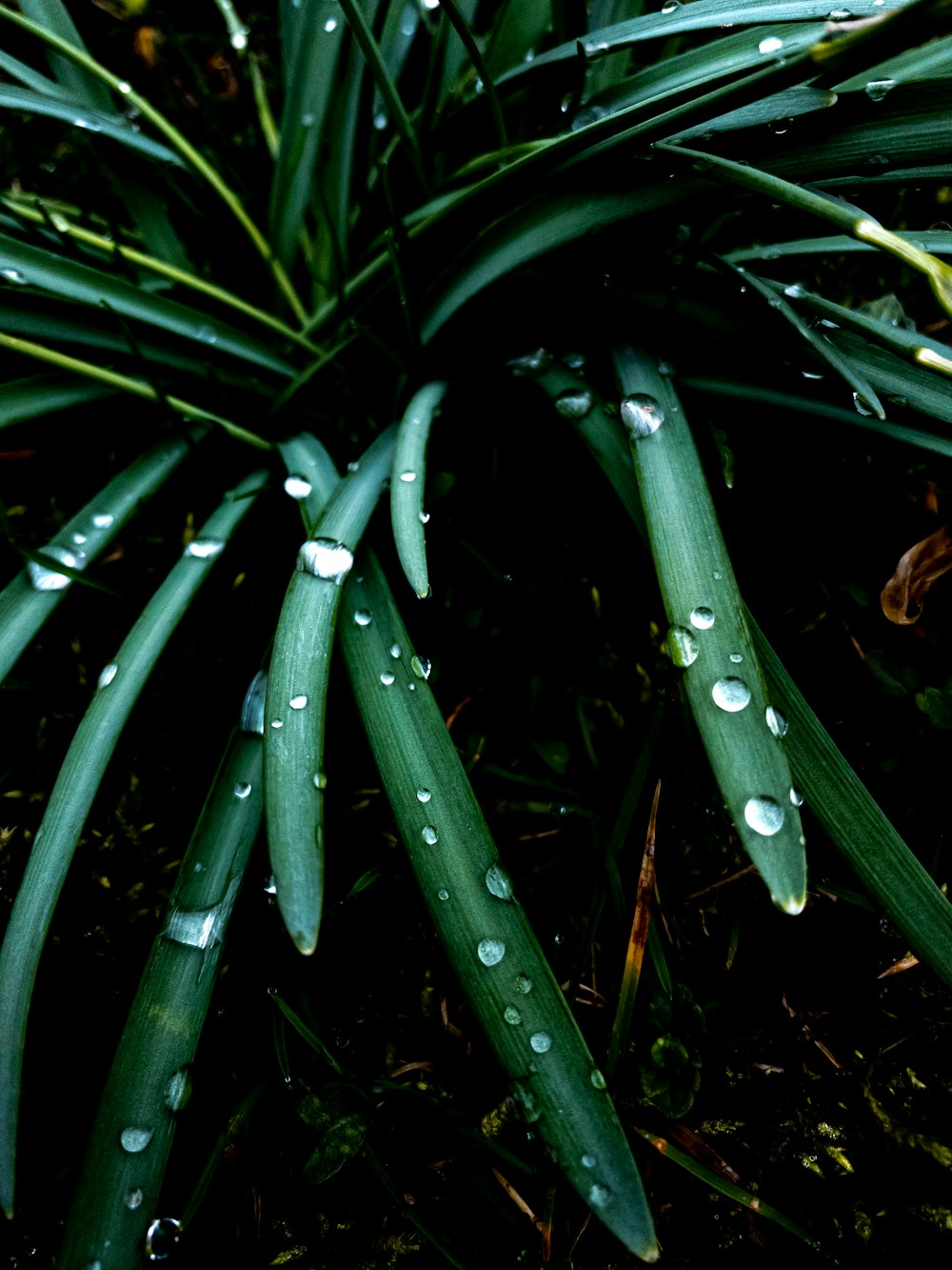 water droplets on green grass