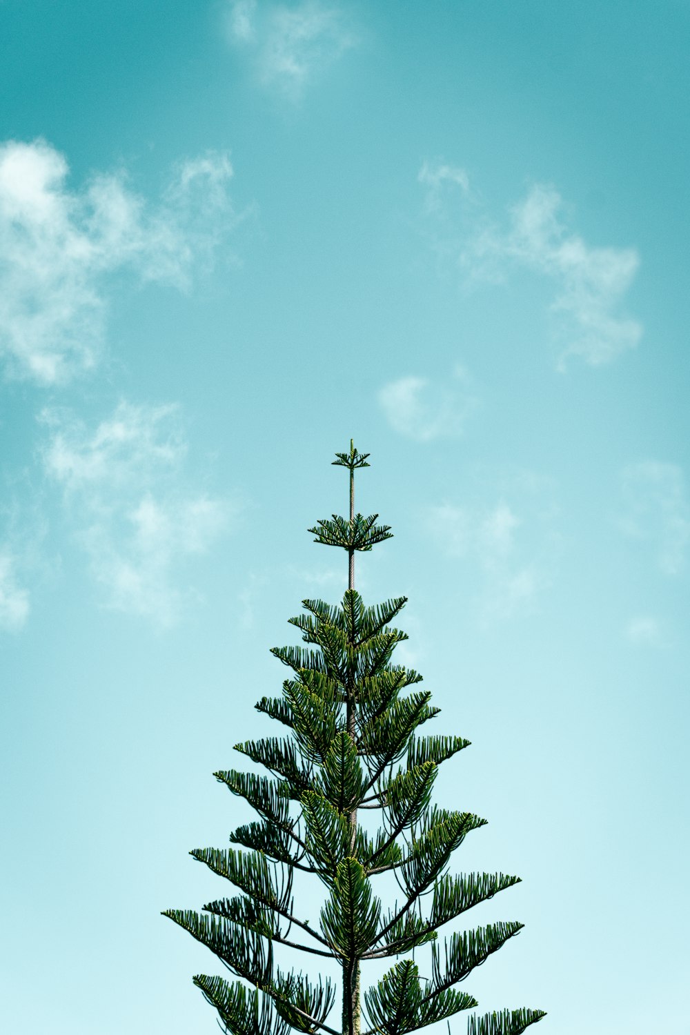 green palm tree under blue sky during daytime