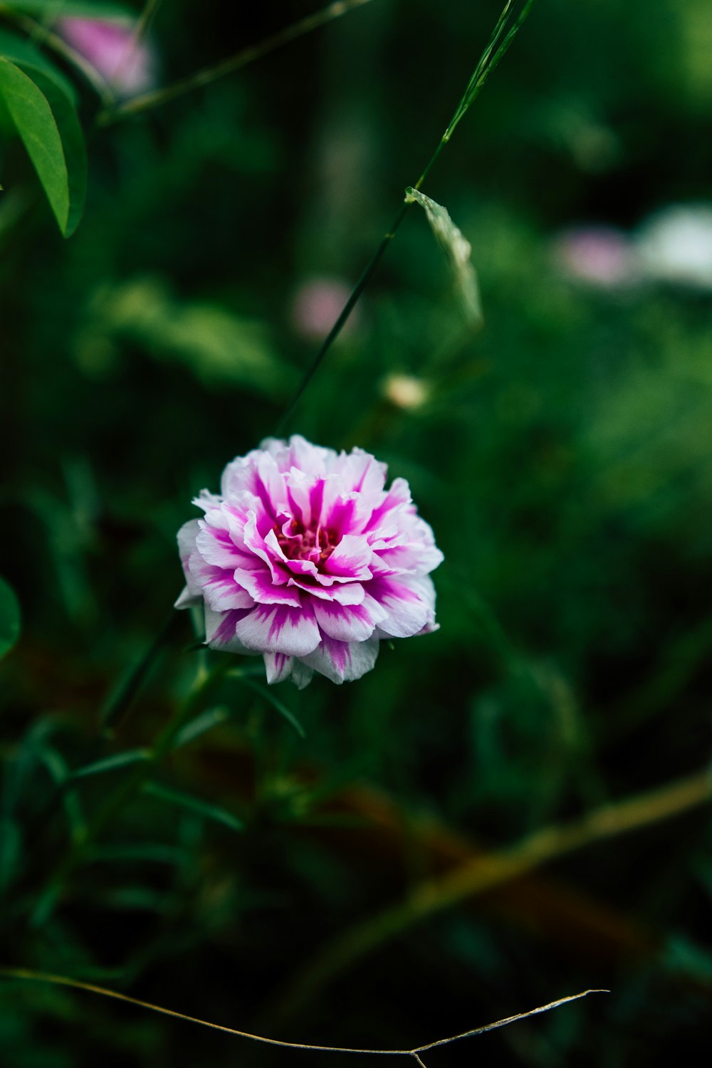 pink flower in tilt shift lens