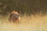 brown lion lying on brown grass field during daytime