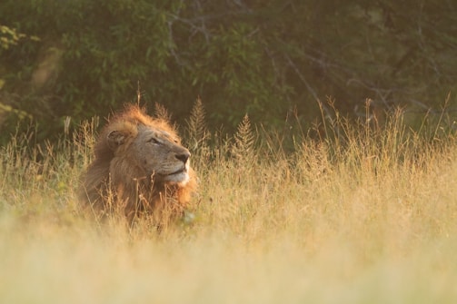 brown lion lying on brown grass field during daytime