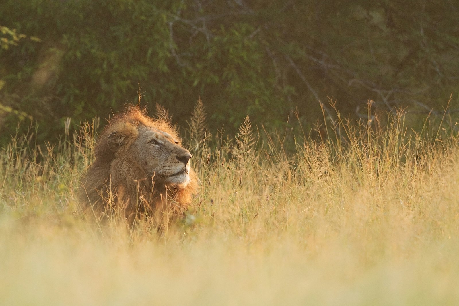 Canon EOS 7D + Canon EF 500mm F4L IS II USM sample photo. Brown lion lying on photography