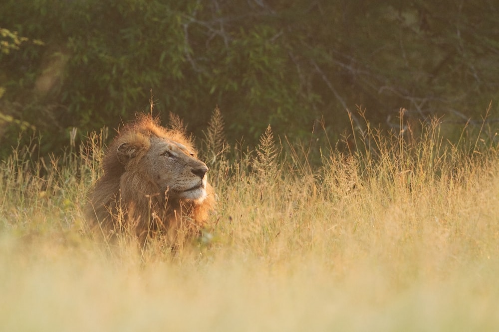 brown lion lying on brown grass field during daytime