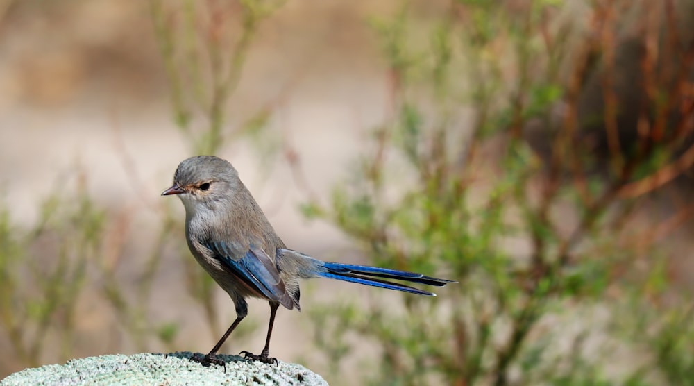 blue and gray bird on white and black stone