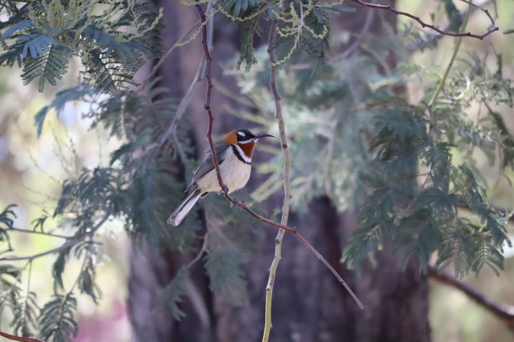 white black and brown bird on tree branch during daytime