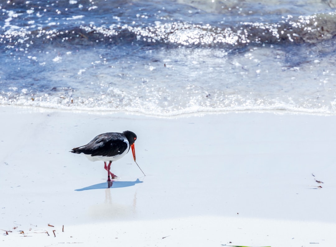 black bird on snow covered ground during daytime