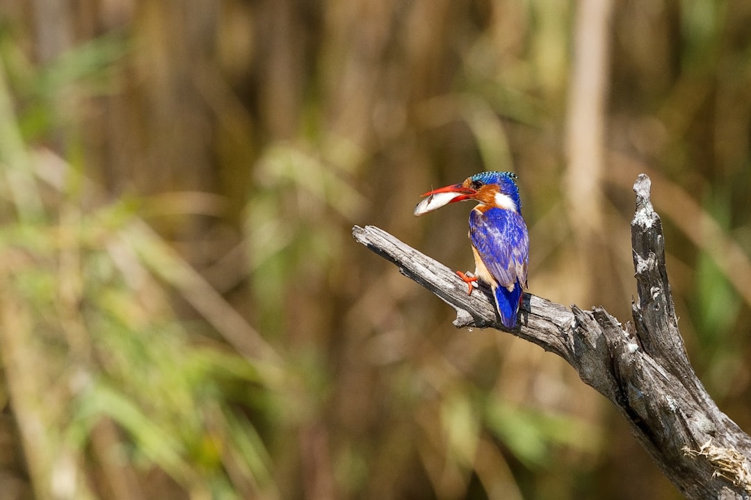 blue and red bird on tree branch
