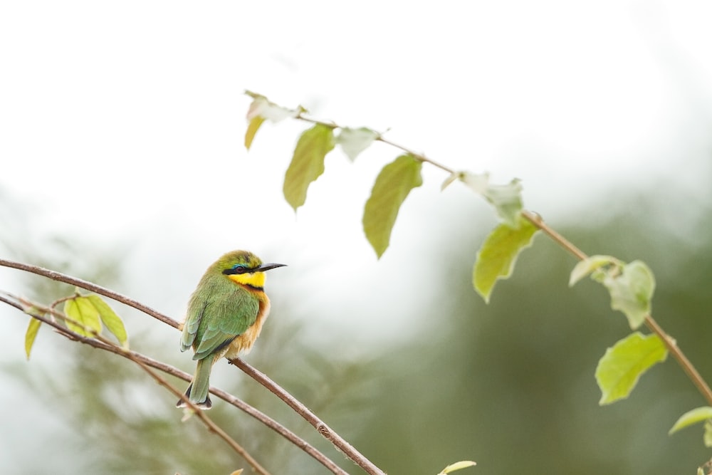 green and brown bird on tree branch during daytime