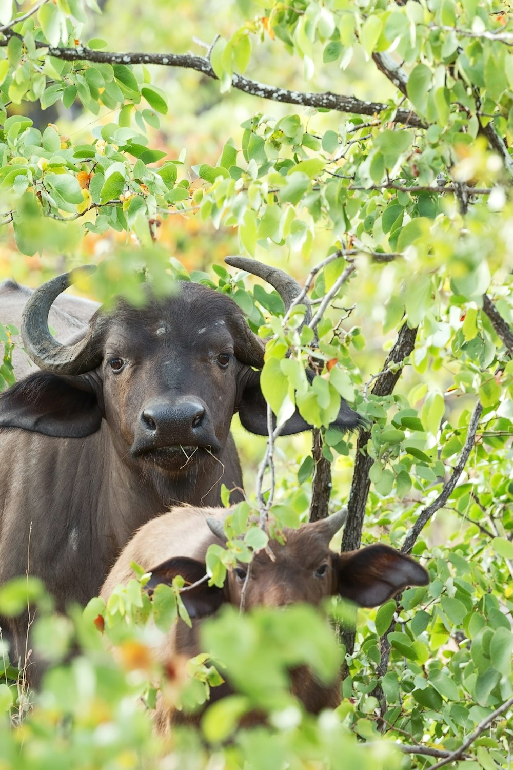 bufalo d'acqua nera su erba verde durante il giorno