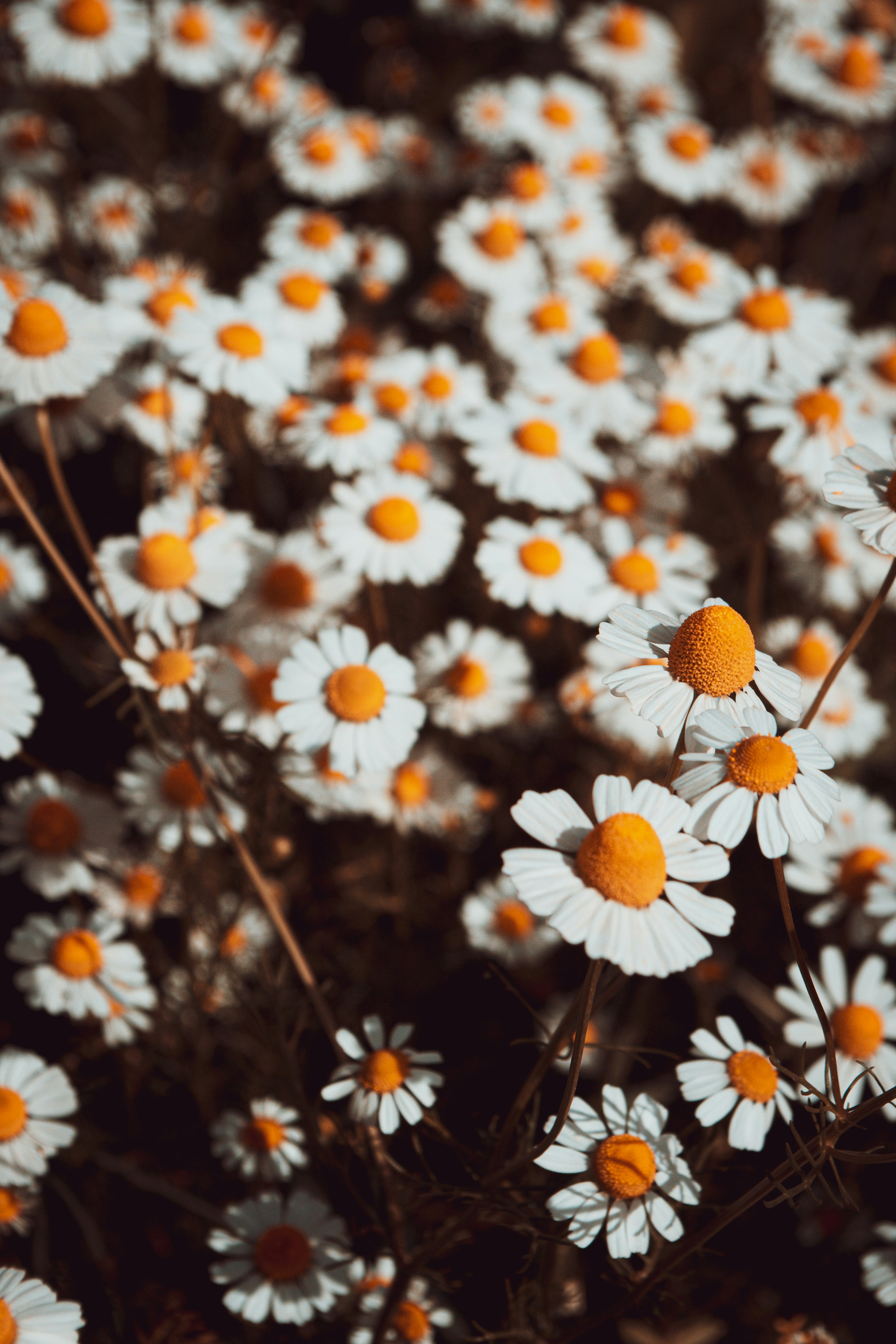 白と黄色のデイジーの花の写真 Unsplashで見つける工場の無料写真