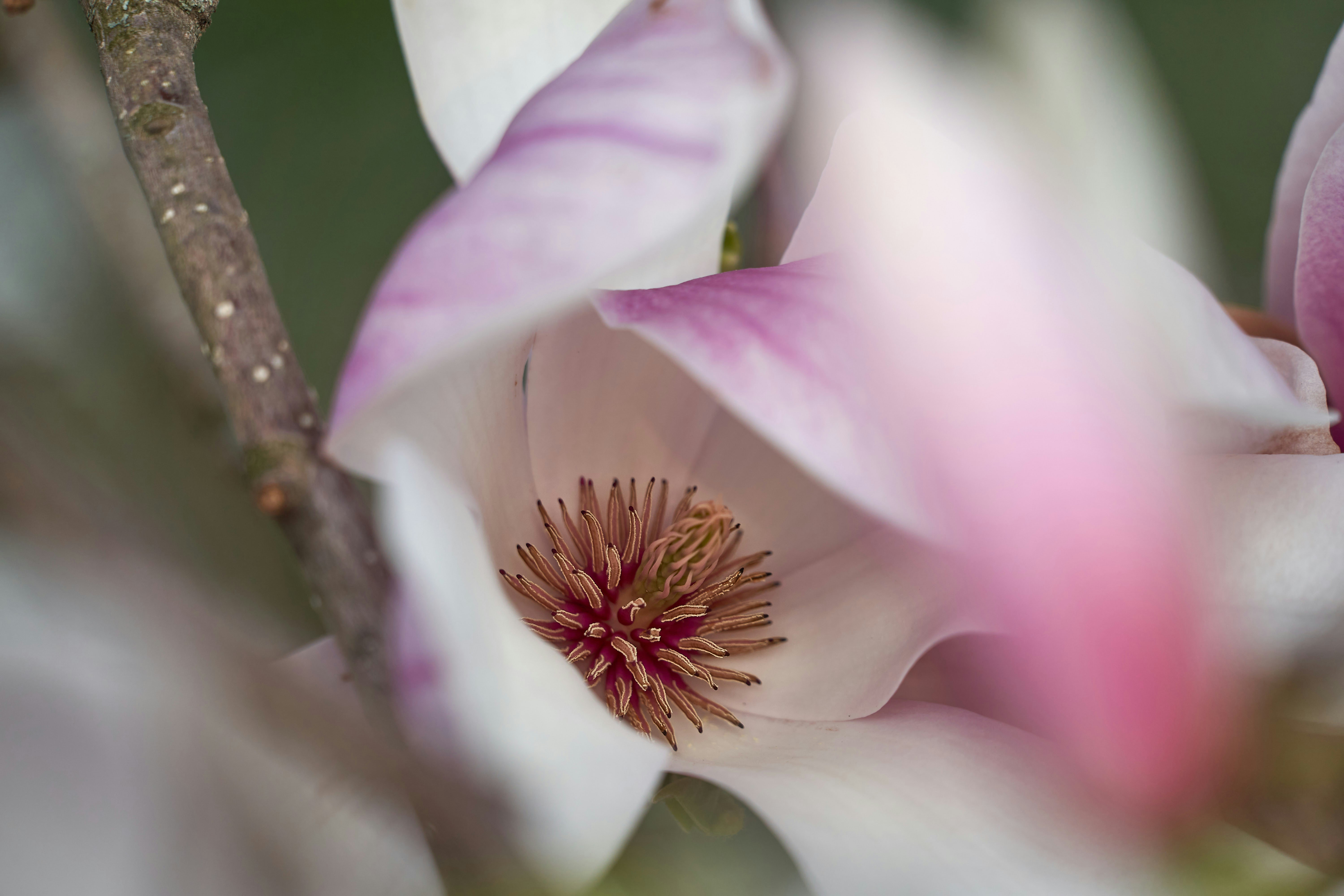 Photo by wolfgang_hasselmann