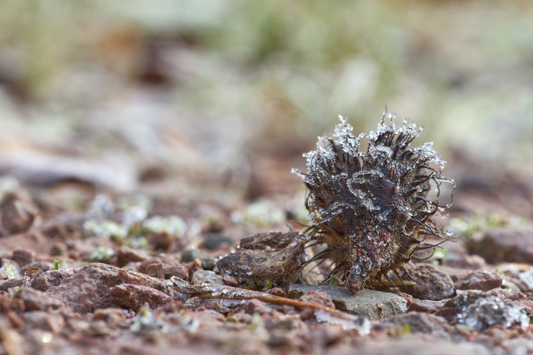 black plant on brown dried leaves