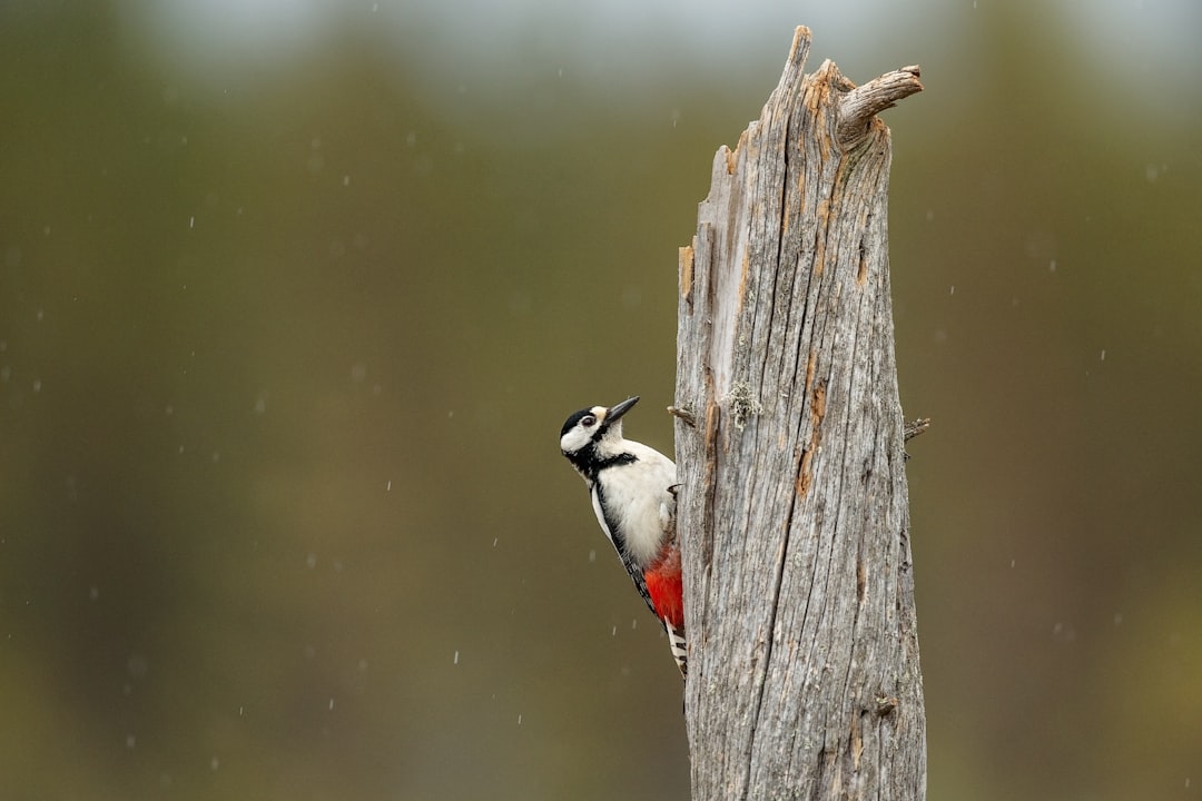 black and white bird on brown wooden post