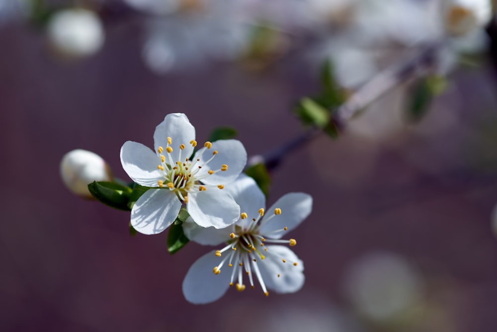 white 5 petaled flower in close up photography