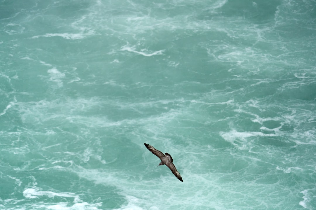 brown bird flying over the sea during daytime